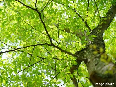 植栽イメージ｜ザ・パークハウス大阪梅田タワー